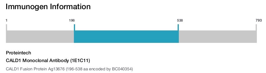 CALD1 Monoclonal Antibody (1E1C11)