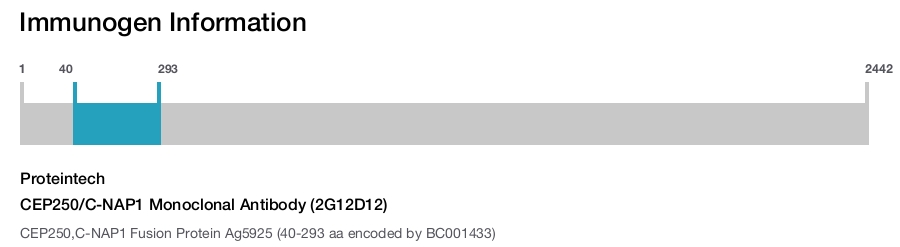 CEP250/C-NAP1 Monoclonal Antibody (2G12D12)