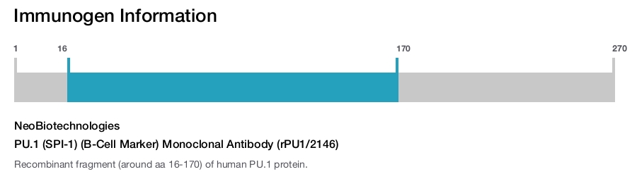 PU.1 (SPI-1) (B-Cell Marker) Monoclonal Antibody (rPU1/2146)