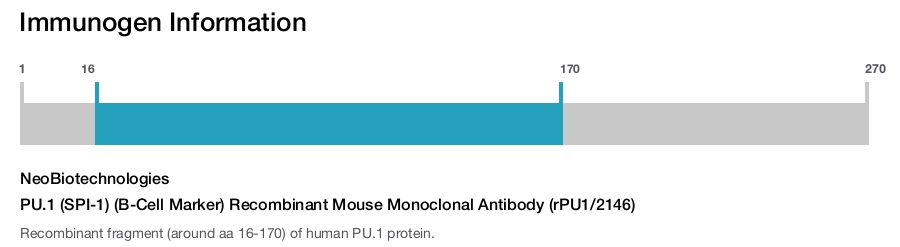 PU.1 (SPI-1) (B-Cell Marker) Recombinant Mouse Monoclonal Antibody (rPU1/2146)