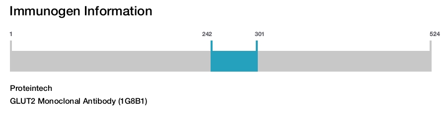 GLUT2 Monoclonal Antibody (1G8B1)