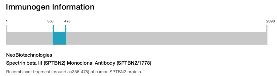 Spectrin beta III (SPTBN2) Monoclonal Antibody (SPTBN2/1778)