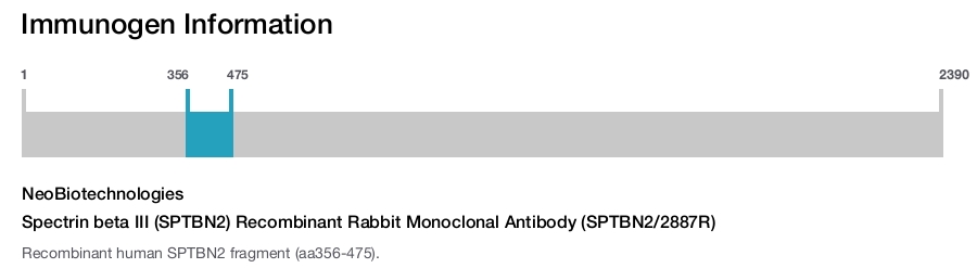 Spectrin beta III (SPTBN2) Recombinant Rabbit Monoclonal Antibody (SPTBN2/2887R)
