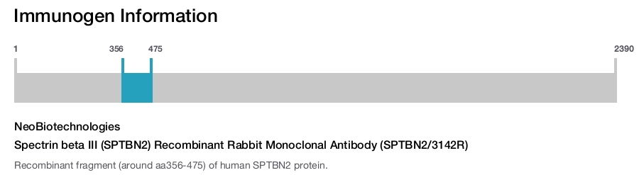 Spectrin beta III (SPTBN2) Recombinant Rabbit Monoclonal Antibody (SPTBN2/3142R)