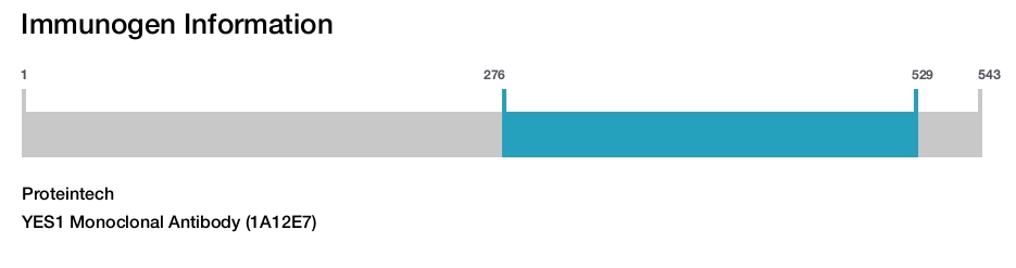 YES1 Monoclonal Antibody (1A12E7)