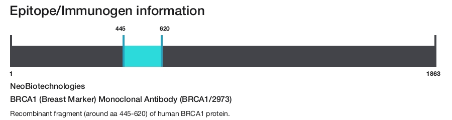 BRCA1 (Breast Marker) Monoclonal Antibody (BRCA1/2973)
