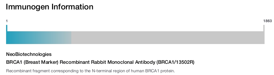 BRCA1 (Breast Marker) Recombinant Rabbit Monoclonal Antibody (BRCA1/13502R)