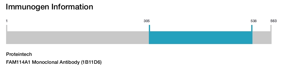 FAM114A1 Monoclonal Antibody (1B11D6)