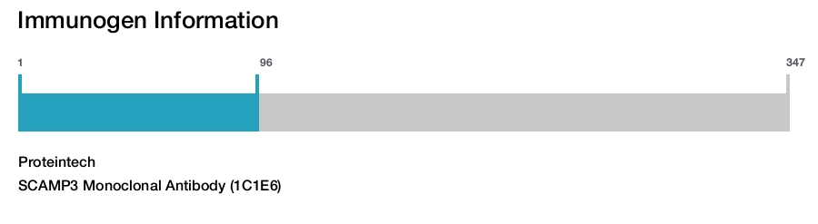 SCAMP3 Monoclonal Antibody (1C1E6)