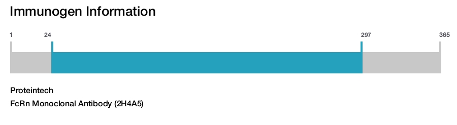 FcRn Monoclonal Antibody (2H4A5)