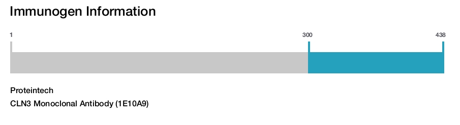 CLN3 Monoclonal Antibody (1E10A9)