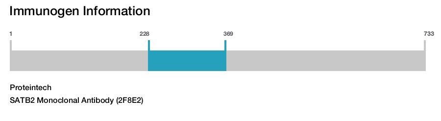 SATB2 Monoclonal Antibody (2F8E2)