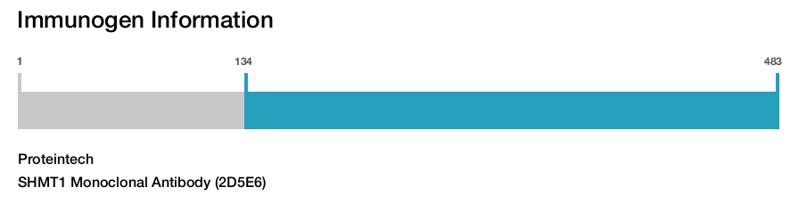 SHMT1 Monoclonal Antibody (2D5E6)