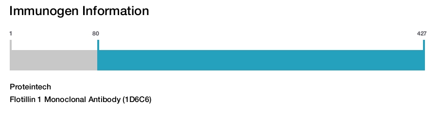 Flotillin 1 Monoclonal Antibody (1D6C6)