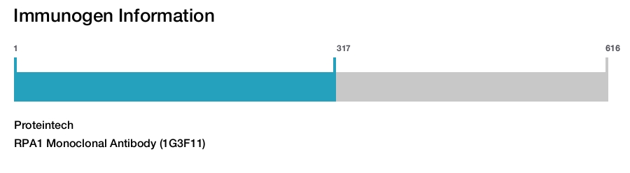 RPA1 Monoclonal Antibody (1G3F11)