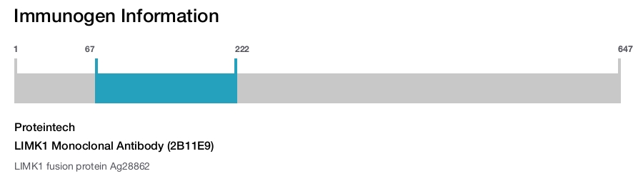 LIMK1 Monoclonal Antibody (2B11E9)