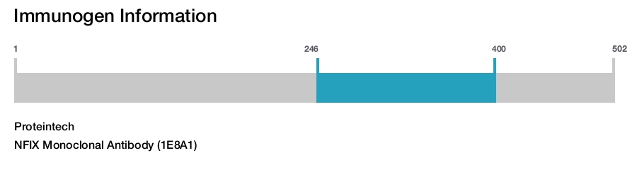 NFIX Monoclonal Antibody (1E8A1)