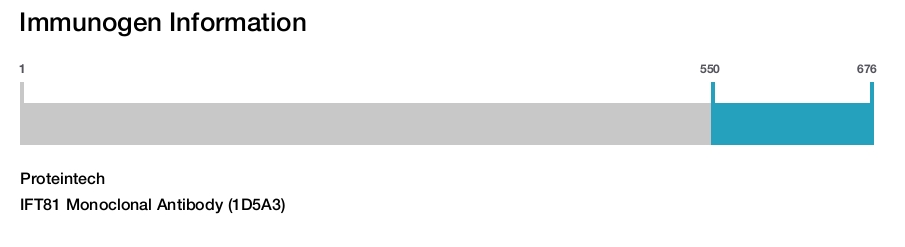 IFT81 Monoclonal Antibody (1D5A3)