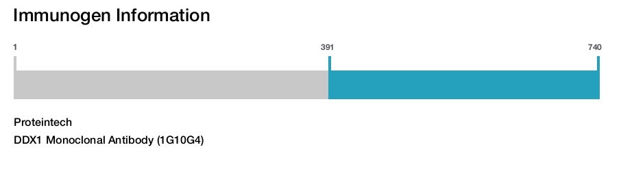 DDX1 Monoclonal Antibody (1G10G4)