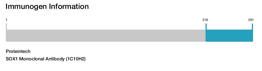 SOX1 Monoclonal Antibody (1C10H2)