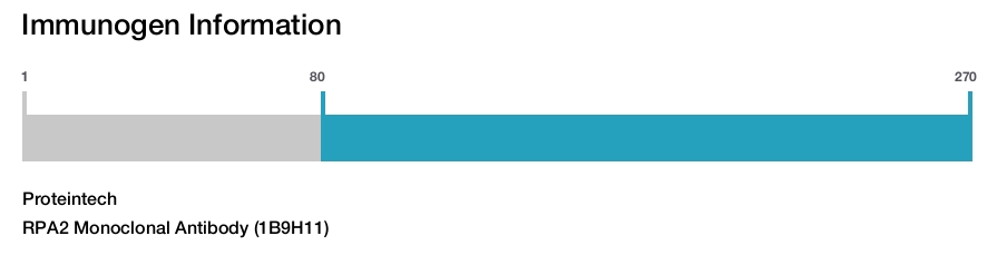 RPA2 Monoclonal Antibody (1B9H11)