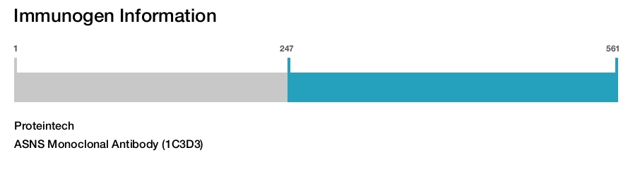 ASNS Monoclonal Antibody (1C3D3)