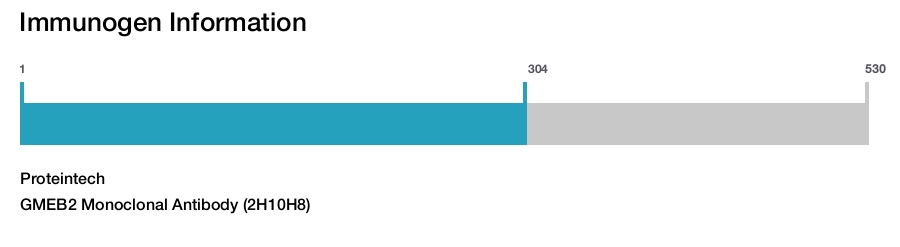 GMEB2 Monoclonal Antibody (2H10H8)