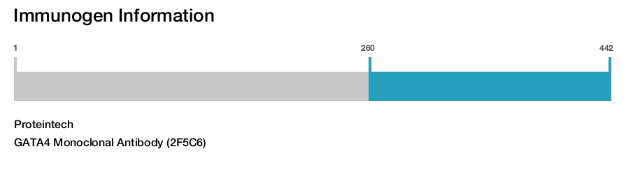 GATA4 Monoclonal Antibody (2F5C6)