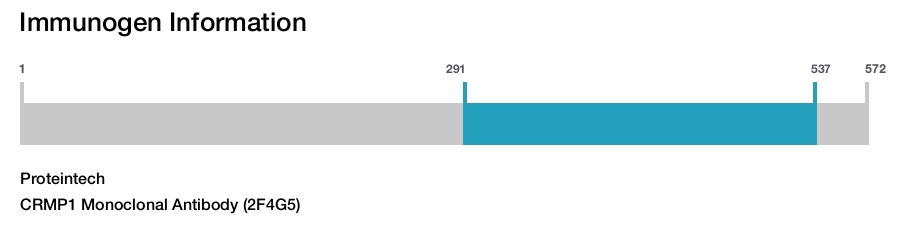 CRMP1 Monoclonal Antibody (2F4G5)