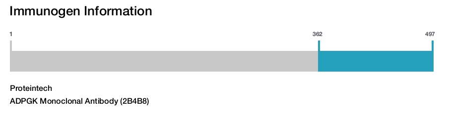ADPGK Monoclonal Antibody (2B4B8)
