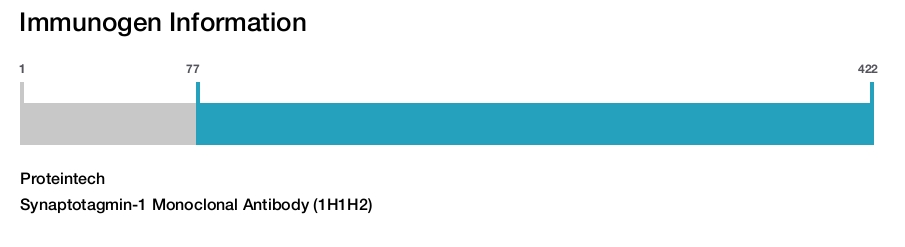 Synaptotagmin-1 Monoclonal Antibody (1H1H2)