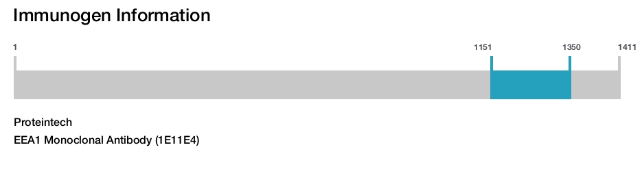 EEA1 Monoclonal Antibody (1E11E4)