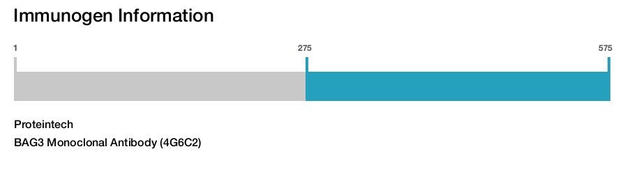 BAG3 Monoclonal Antibody (4G6C2)