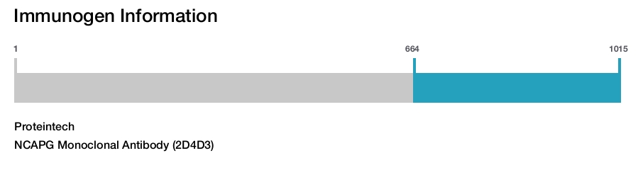 NCAPG Monoclonal Antibody (2D4D3)
