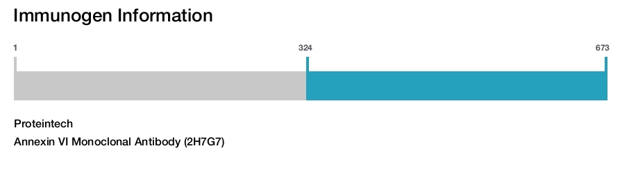 Annexin VI Monoclonal Antibody (2H7G7)