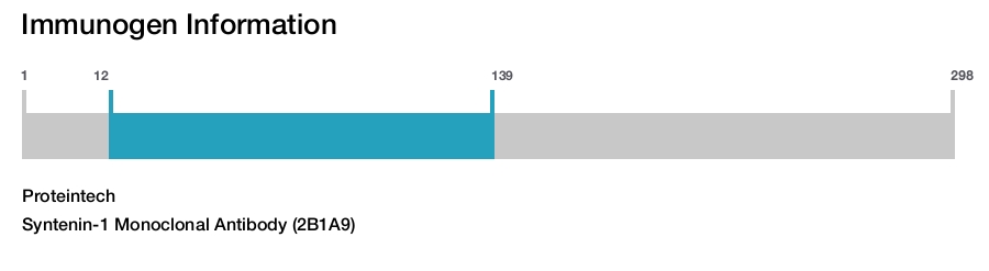 Syntenin-1 Monoclonal Antibody (2B1A9)