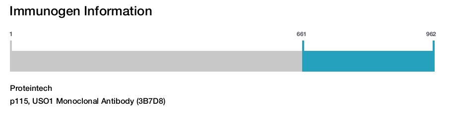 p115, USO1 Monoclonal Antibody (3B7D8)