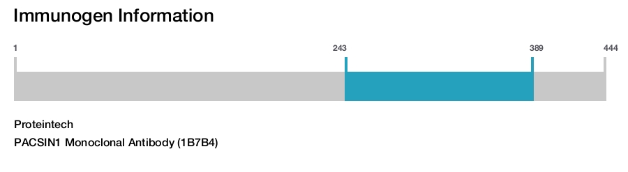PACSIN1 Monoclonal Antibody (1B7B4)