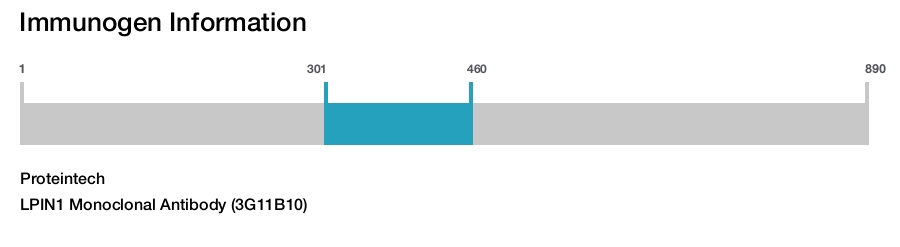 LPIN1 Monoclonal Antibody (3G11B10)