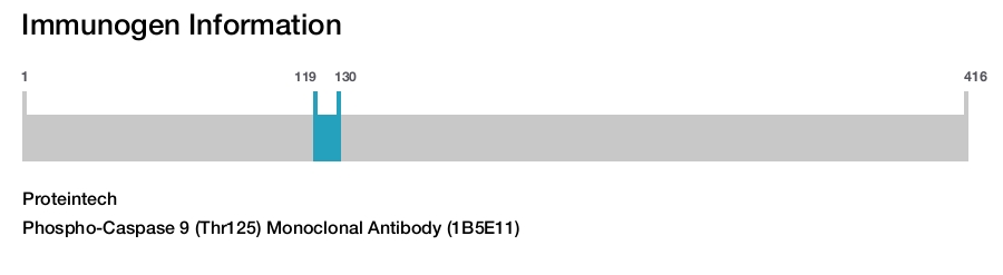 Phospho-Caspase 9 (Thr125) Monoclonal Antibody (1B5E11)