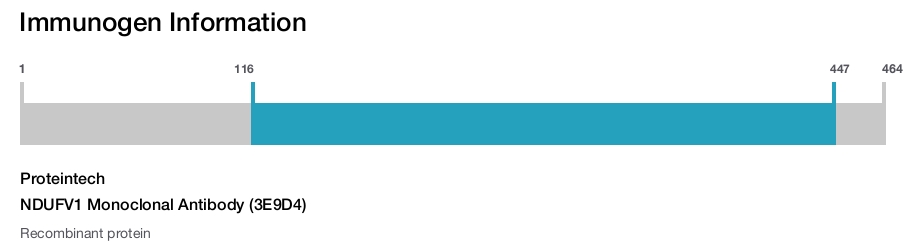 NDUFV1 Monoclonal Antibody (3E9D4)