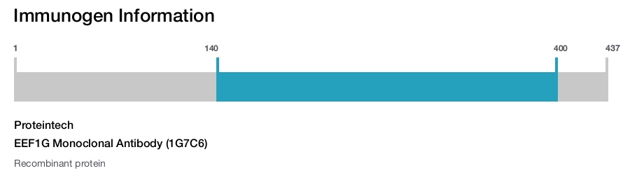 EEF1G Monoclonal Antibody (1G7C6)