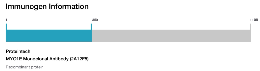 MYO1E Monoclonal Antibody (2A12F5)