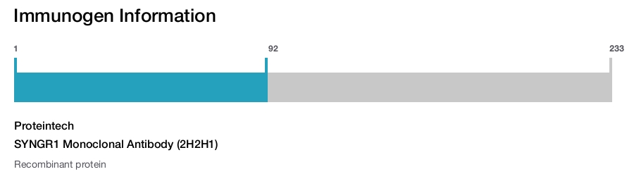 SYNGR1 Monoclonal Antibody (2H2H1)