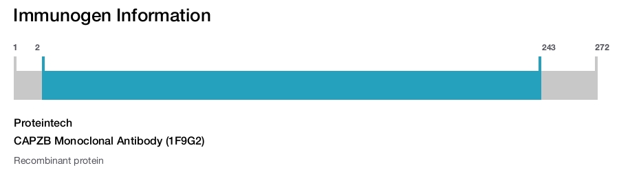 CAPZB Monoclonal Antibody (1F9G2)