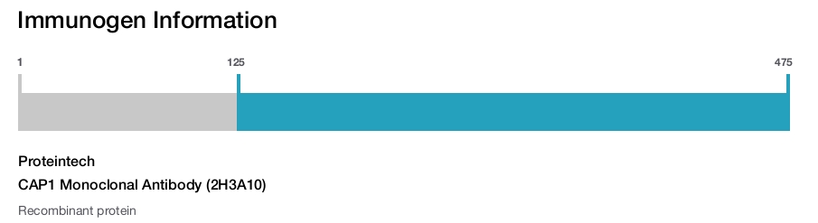 CAP1 Monoclonal Antibody (2H3A10)