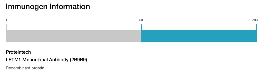 LETM1 Monoclonal Antibody (2B9B9)