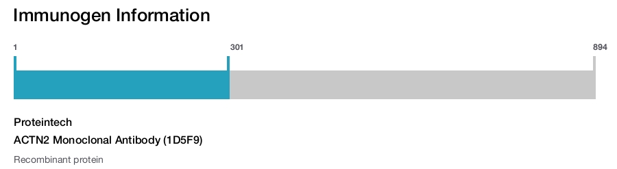 ACTN2 Monoclonal Antibody (1D5F9)