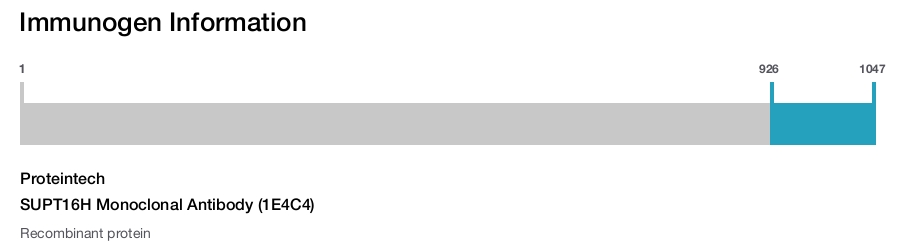 SUPT16H Monoclonal Antibody (1E4C4)