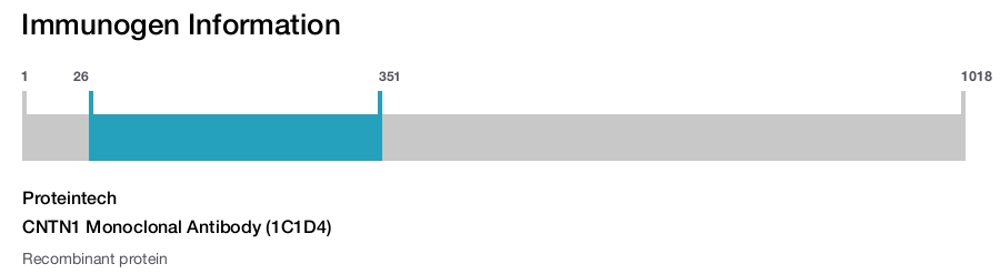 CNTN1 Monoclonal Antibody (1C1D4)